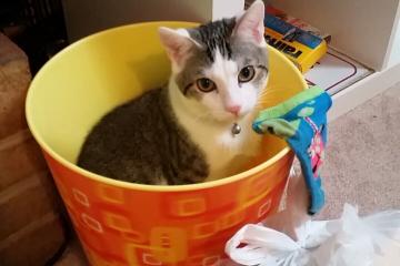 开云APP-体育双雄会，英超争冠战火燃，上海队踏平辽宁队显威