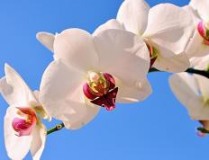 开云下载-铁壁横江，神兵天降！伦纳德血洗广东诠释何为带走比赛