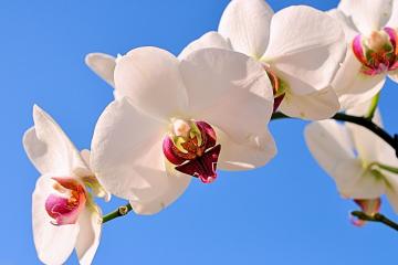 开云下载-铁壁横江，神兵天降！伦纳德血洗广东诠释何为带走比赛