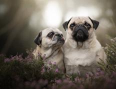 开云APP-东方与西方的竞技场，当奥地利刺破韩国的绝境，篮球圣殿正上演另一种生死