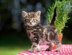 开云体育官网-西决生死战之夜，斯通斯统治全场