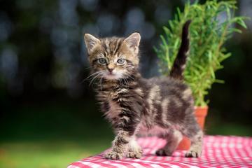 开云体育官网-西决生死战之夜，斯通斯统治全场