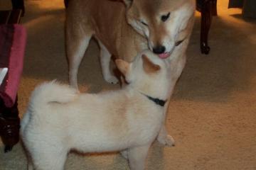 开云体育平台APP-爱德华兹统治攻防两端！灰熊天赋碾压，上海队留学价值何在？