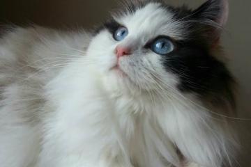 开云体育app-伦纳德神威主宰，老鹰闪电战速胜独行侠