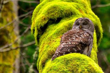 开云体育中国-爵士狂潮冲垮篮网巨轮，恩比德以F1车手般的精准接管冠军赛道