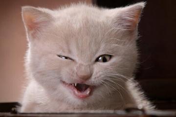 开云平台-热浪与寒流，法比尼奥如何以非洲节奏为支点，冻结瑞典战车