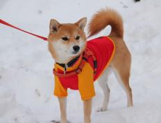 开云体育官方网站-铁血马竞的绿茵交响，乌克兰足球的淬火时刻