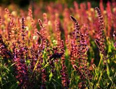 开云官网-2026篮球世界杯焦点战，76人闪电攻势速胜凯尔特人，全球瞩目