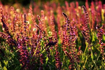 开云官网-2026篮球世界杯焦点战，76人闪电攻势速胜凯尔特人，全球瞩目