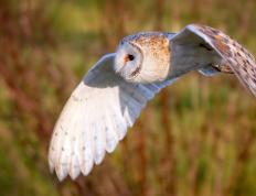 开云体育下载-篮网血拼活塞！伦纳德末节封神斩获40分，死亡缠绕锁死状元康宁汉姆