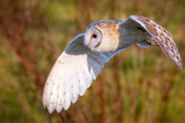 开云体育下载-篮网血拼活塞！伦纳德末节封神斩获40分，死亡缠绕锁死状元康宁汉姆
