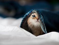 开云体育官方网站-铁血后腰统治战场，西亚雄狮逆袭北非之巅