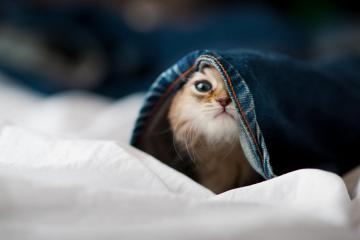 开云体育官方网站-铁血后腰统治战场，西亚雄狮逆袭北非之巅