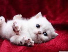 开云体育中国-纪录夜撕裂季后赛迷雾，当阿什拉夫成为新的尺度