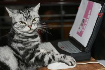 开云体育APP下载-拉梅洛·鲍尔跨世代对决封神，凯尔特人主场失守！全场最佳无争议！