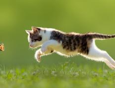 开云体育官网-布伦森化身纽约之王，一人肢解深圳队钢铁防线！