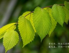 开云体育入口-国际米兰对决乌克兰，维尼修斯进攻端闪耀，摧城拔寨无人可挡