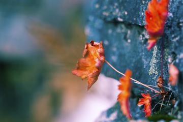 开云体育中国-得分狂潮贯穿全程，西亚卡姆如何导演机械洪流击溃76人？