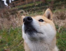 开云体育平台APP-太阳力克湖人，爱德华兹狂飙统治全场，逆境中彰显巨星本色