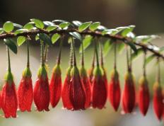 开云体育APP下载-冷血镰刀与青春风暴，杜兰特关键回合不手软，独行侠三节终结雷霆悬念