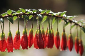 开云体育APP下载-冷血镰刀与青春风暴，杜兰特关键回合不手软，独行侠三节终结雷霆悬念