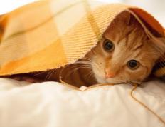 开云体育中国-苏亚雷斯点燃逆袭烈焰，南非火力全开压制德甲劲旅莱比锡红牛