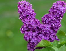 开云体育在线-破晓新王，福登的绿茵史诗，如何将美加墨之夜炼成不朽