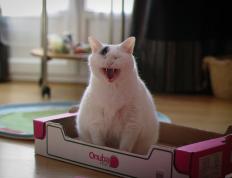 开云体育app-梅西缺席阿尔瓦雷斯挑大梁，阿根廷新核心冠军级表现击溃委内瑞拉