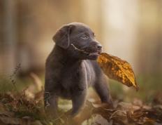 开云体育入口-雄鹿稳操胜券胜深圳，爱德华兹F1揭幕战一骑绝尘，体育周末的双重奏鸣