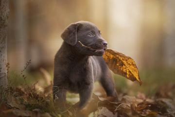 开云体育入口-雄鹿稳操胜券胜深圳，爱德华兹F1揭幕战一骑绝尘，体育周末的双重奏鸣