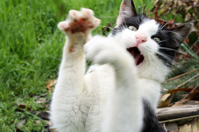 开云平台-哥伦比亚硬撼曼城，金玟哉用身体在伊蒂哈德球场写下亚洲铁律