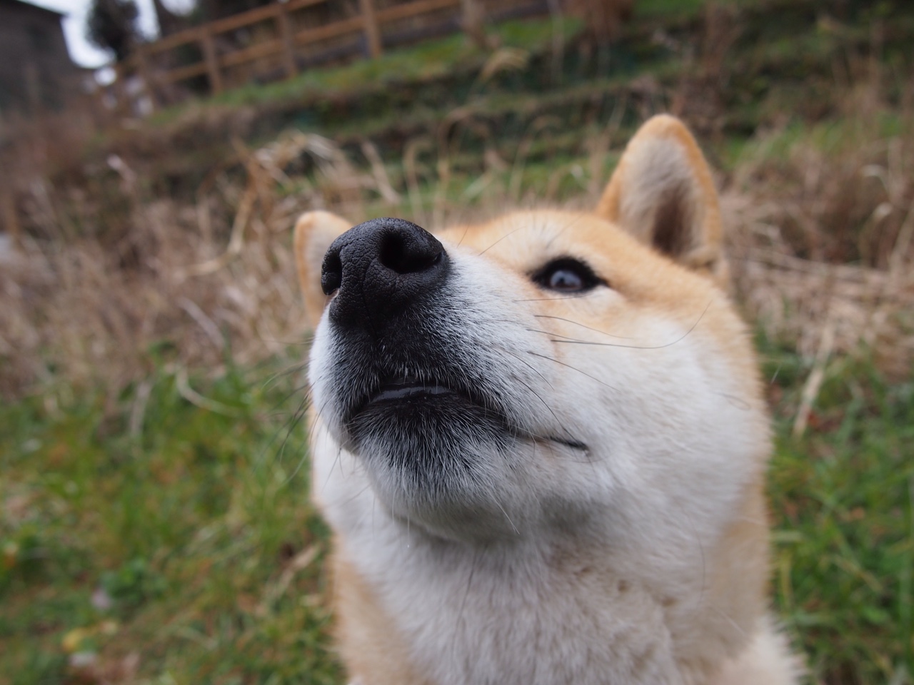 开云体育APP下载-锡安·威廉姆森生涯之夜闪耀，活塞主场力克独行侠