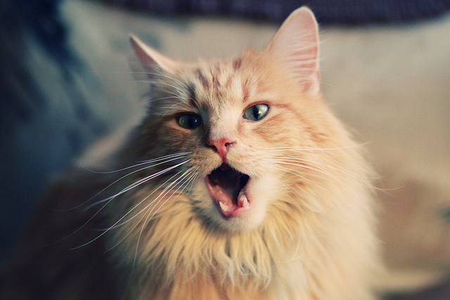 开云体育APP下载-破壁！马里悍将登陆德意志，努涅斯一锤定音定江山