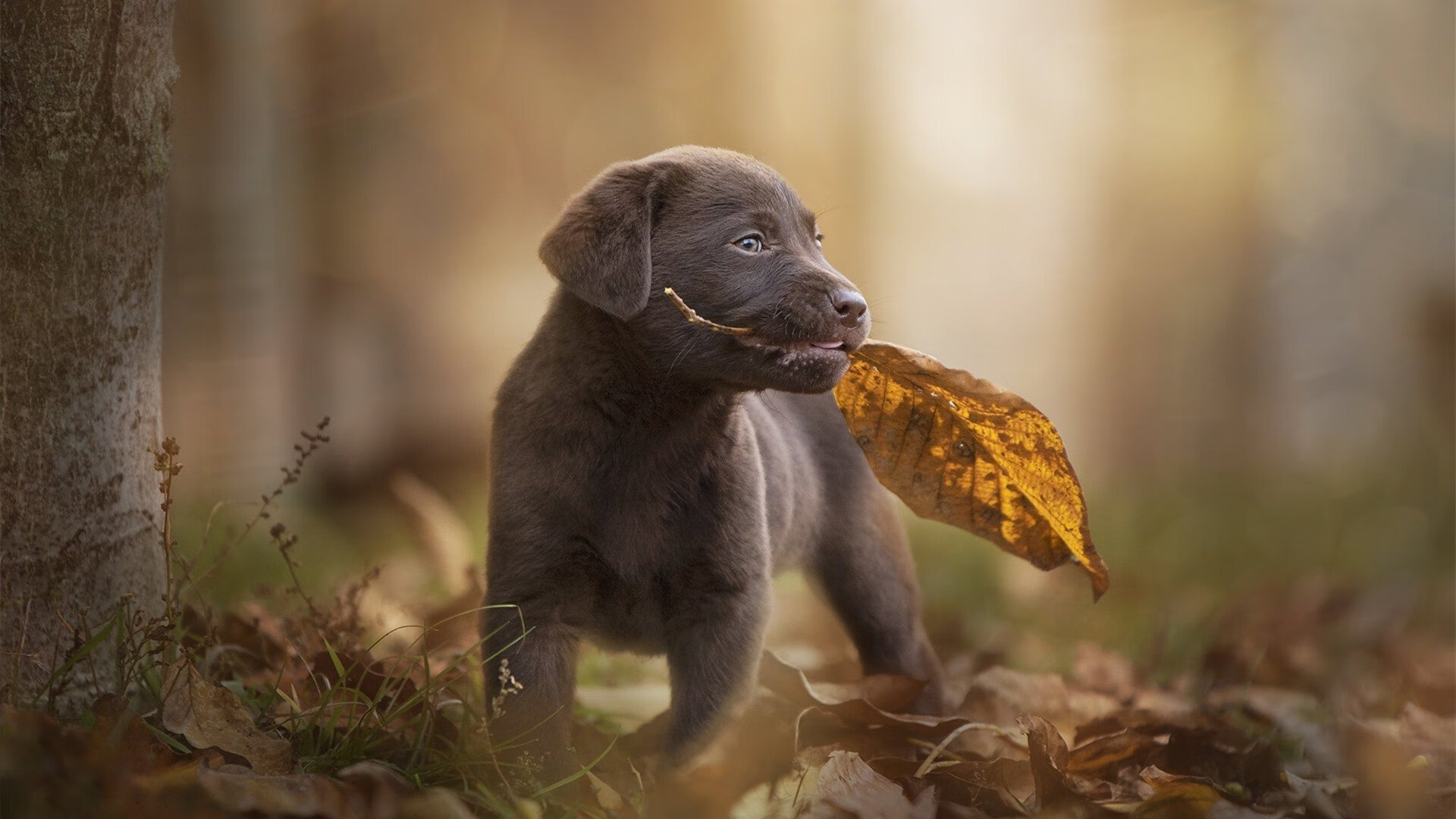 开云体育入口-雄鹿稳操胜券胜深圳，爱德华兹F1揭幕战一骑绝尘，体育周末的双重奏鸣