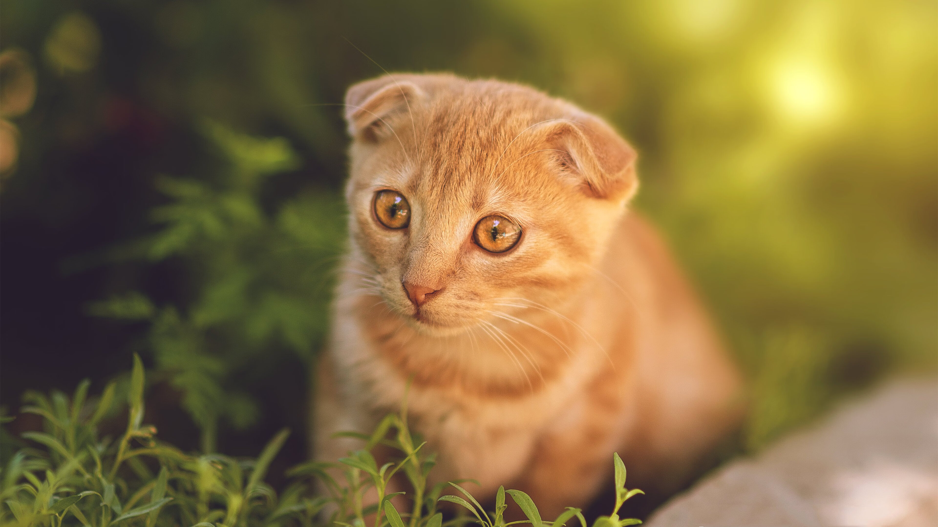 开云体育APP下载-欧洲之巅的暗夜骑士，当贝恩在淘汰赛之夜撕碎秩序