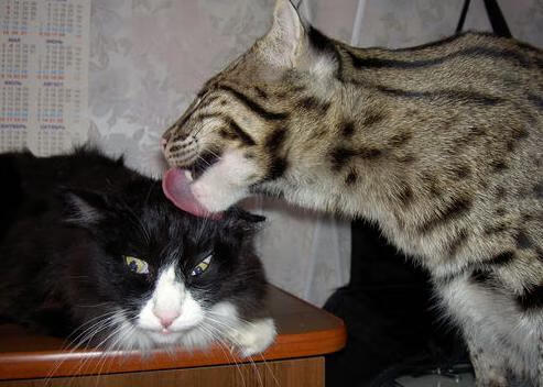 开云体育app-湖人战术巧妙压制公牛，文班亚马演绎教科书级表现