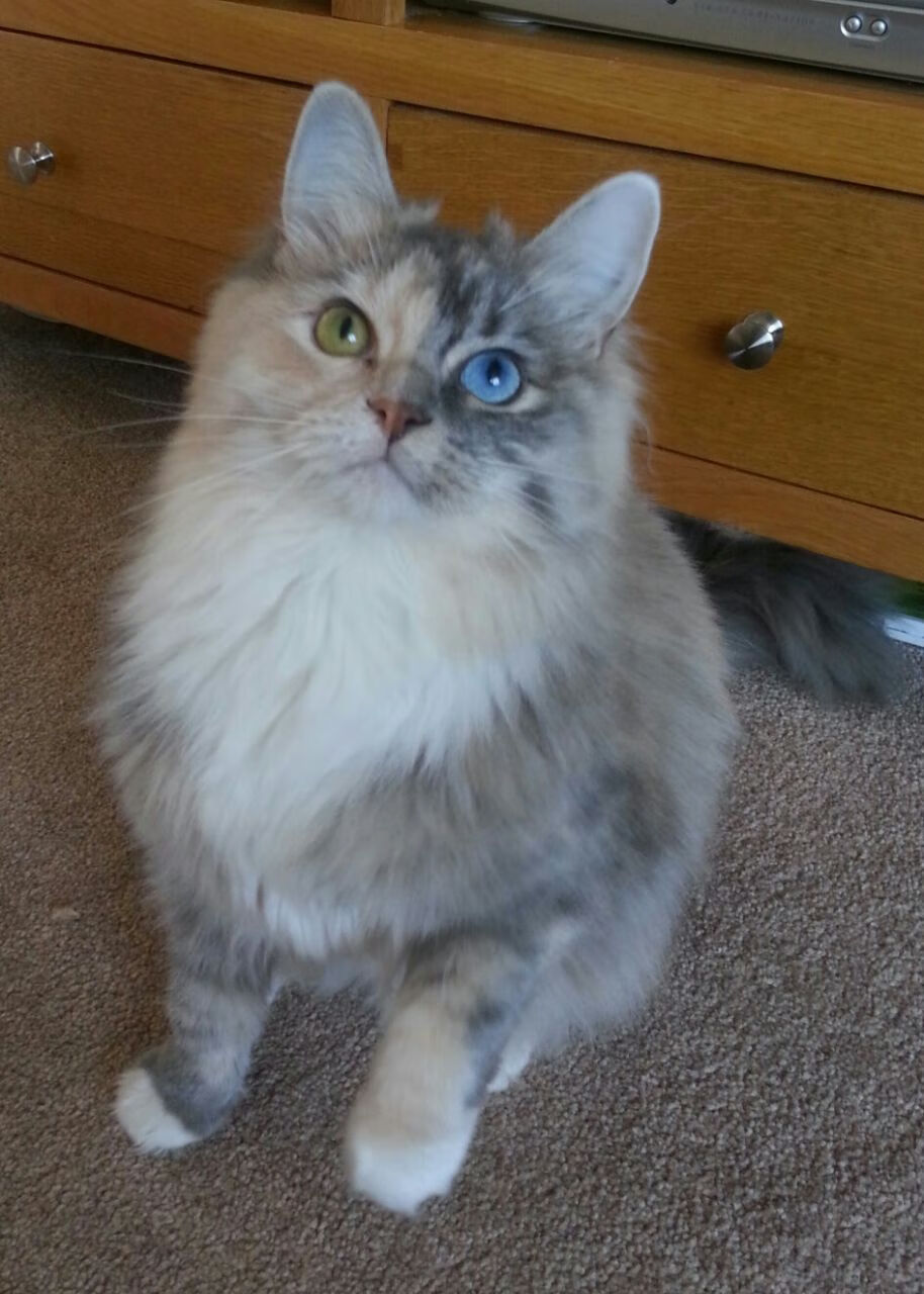 开云下载-篮网生死战力克火箭,锡安欧冠淘汰赛独揽风云,篮球世界的双重奏鸣