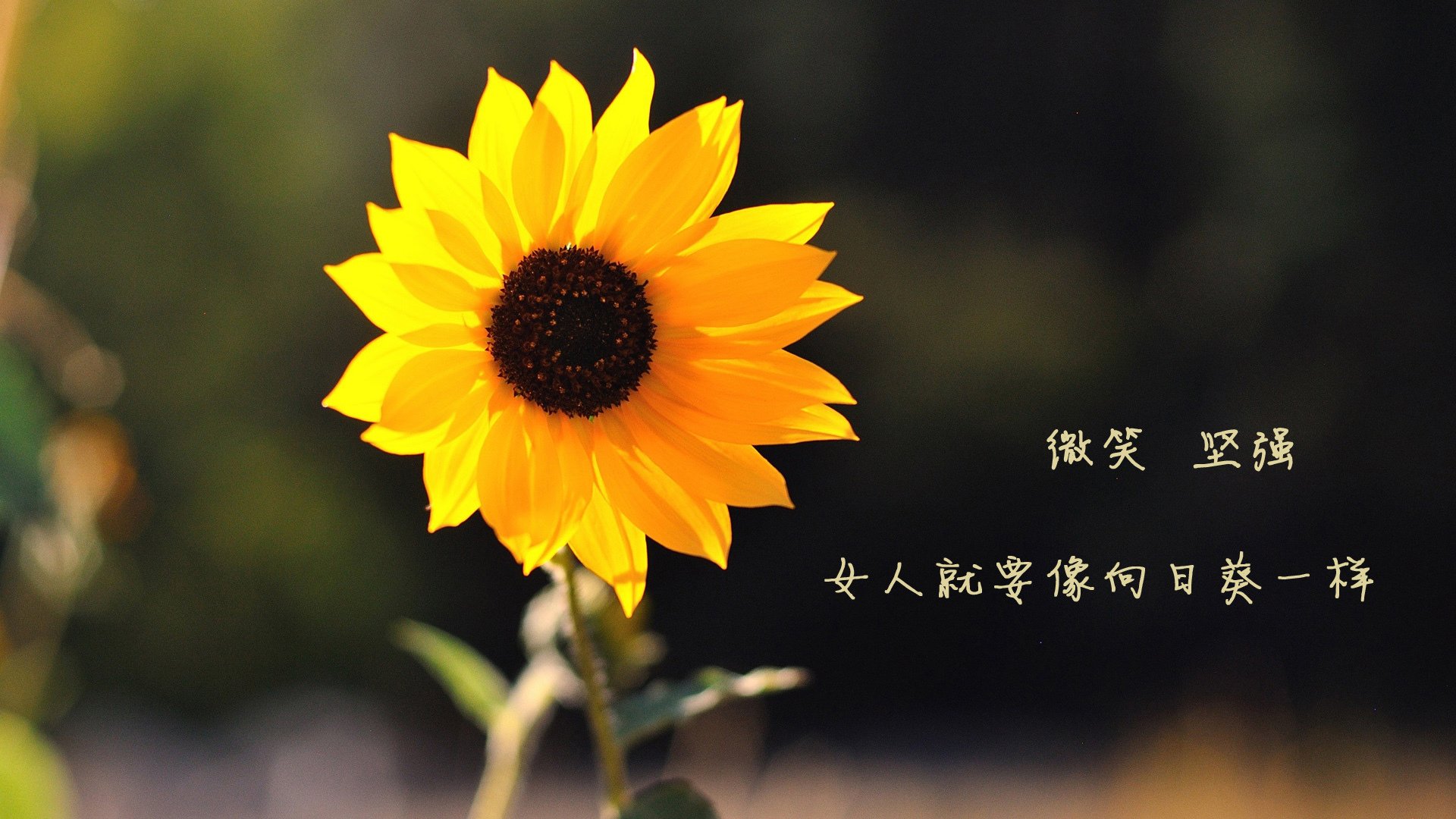 开云体育官网-西决生死战之夜，斯通斯统治全场