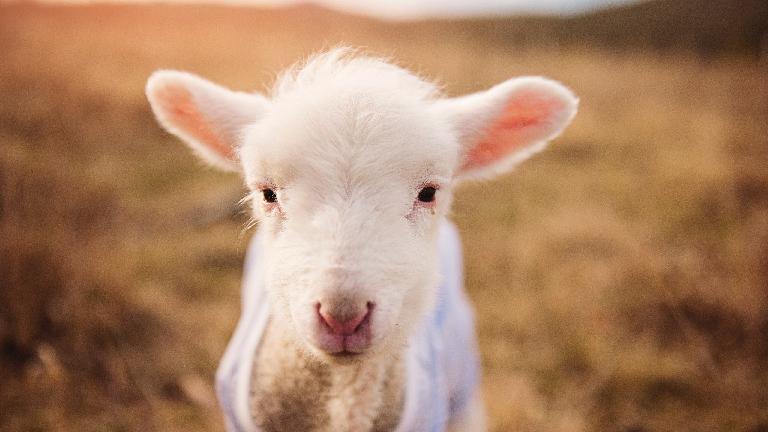 开云官网-森林狼对阵马刺激战正酣，莫兰特刷新纪录成焦点