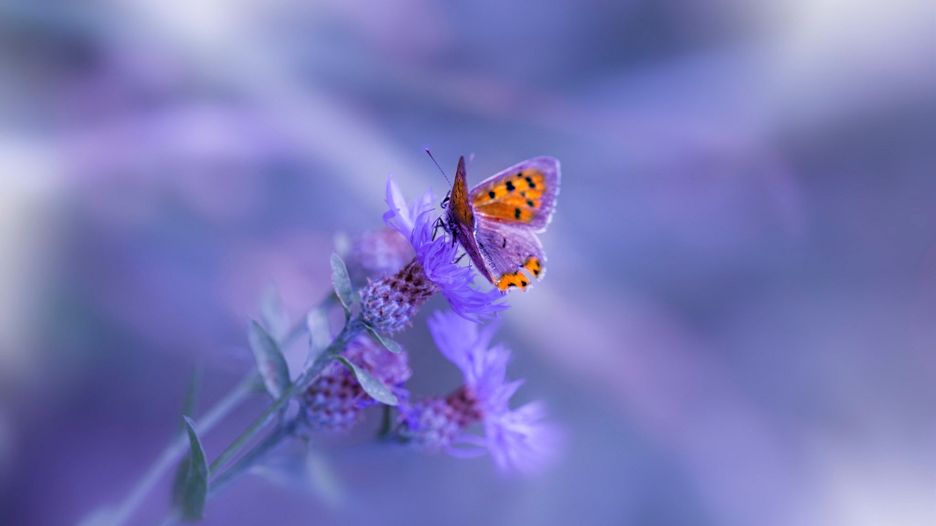 开云APP-塔图姆末节狂飙导演逆转，绿军客场攻克多伦多