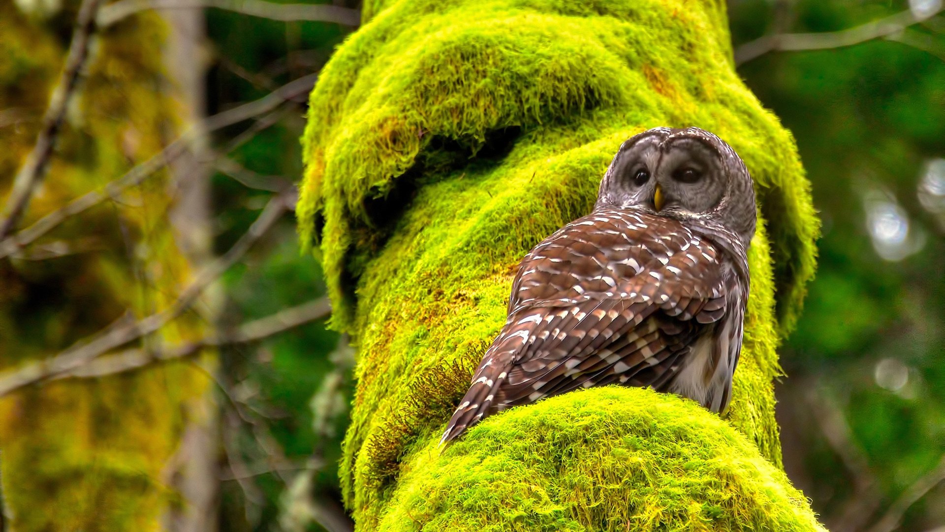 开云体育中国-爵士狂潮冲垮篮网巨轮,恩比德以F1车手般的精准接管冠军赛道