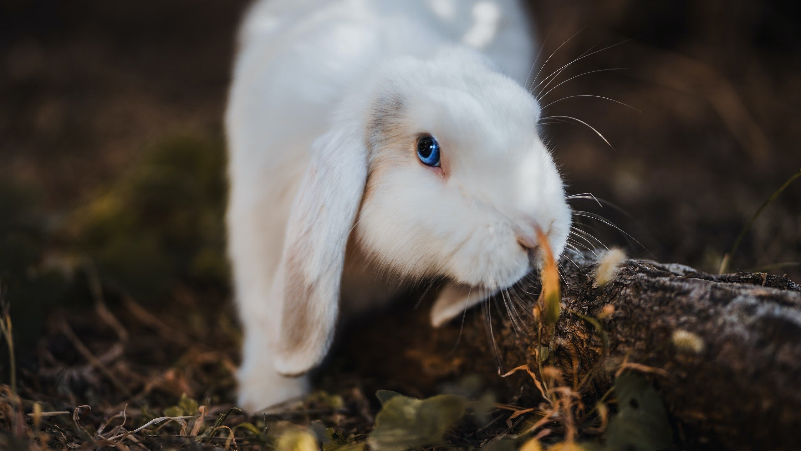 开云体育登录-风暴眼与破碎者,武切维奇的统治力与雷霆的毁灭美学
