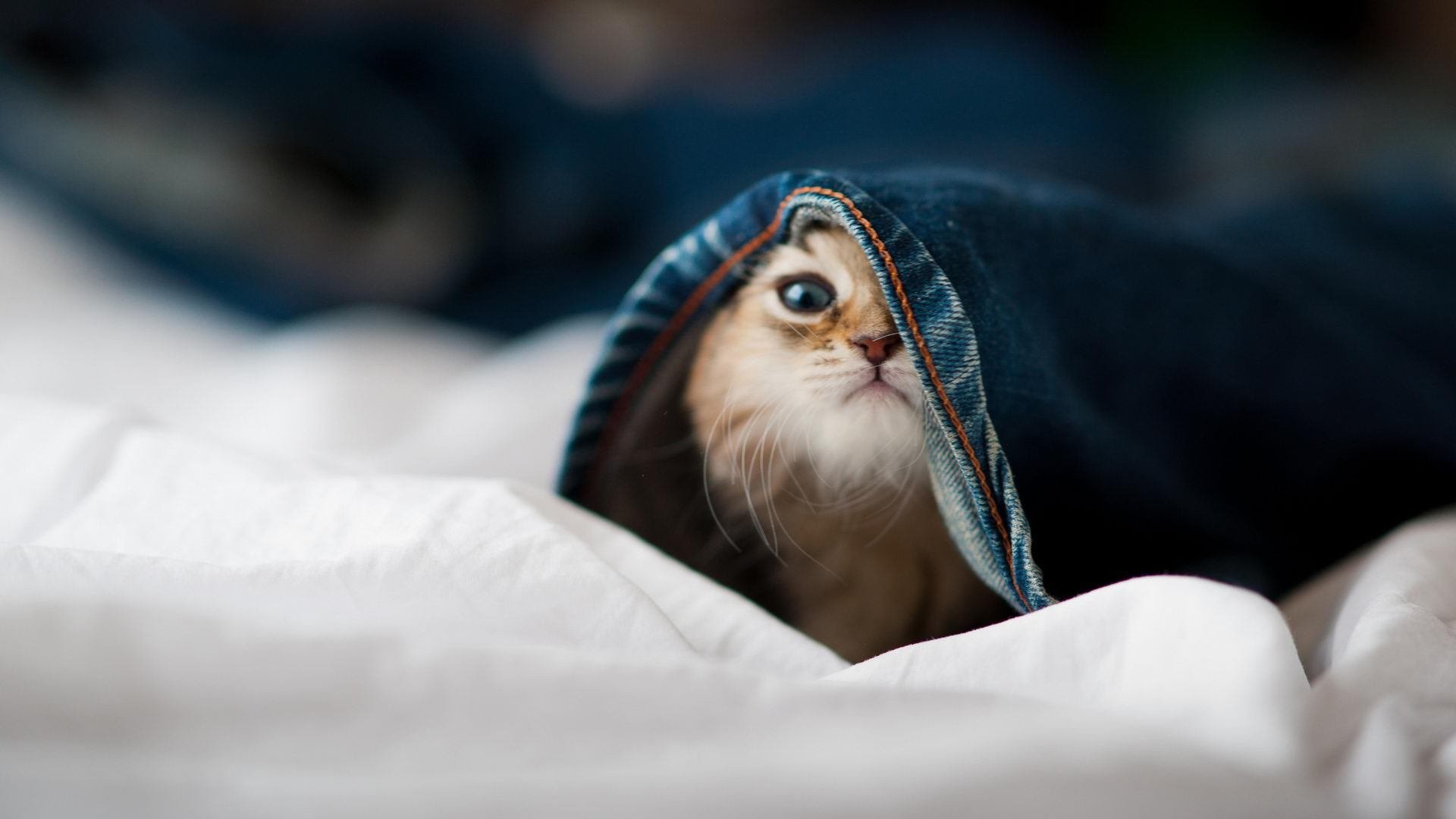 开云体育官方网站-铁血后腰统治战场，西亚雄狮逆袭北非之巅