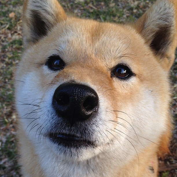 开云体育中国-森林狼强势击溃广东队，布克狂砍40分化身关键先生