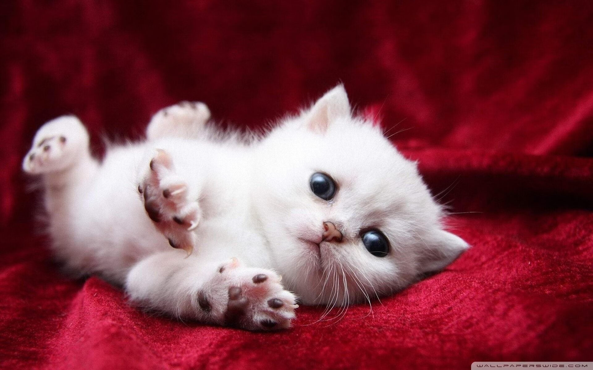 开云体育中国-纪录夜撕裂季后赛迷雾,当阿什拉夫成为新的尺度