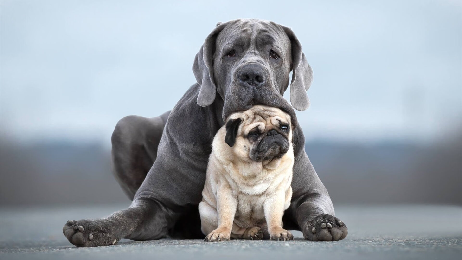 开云体育入口-烈焰双子星，杰伦·格林2026世界杯封神之战