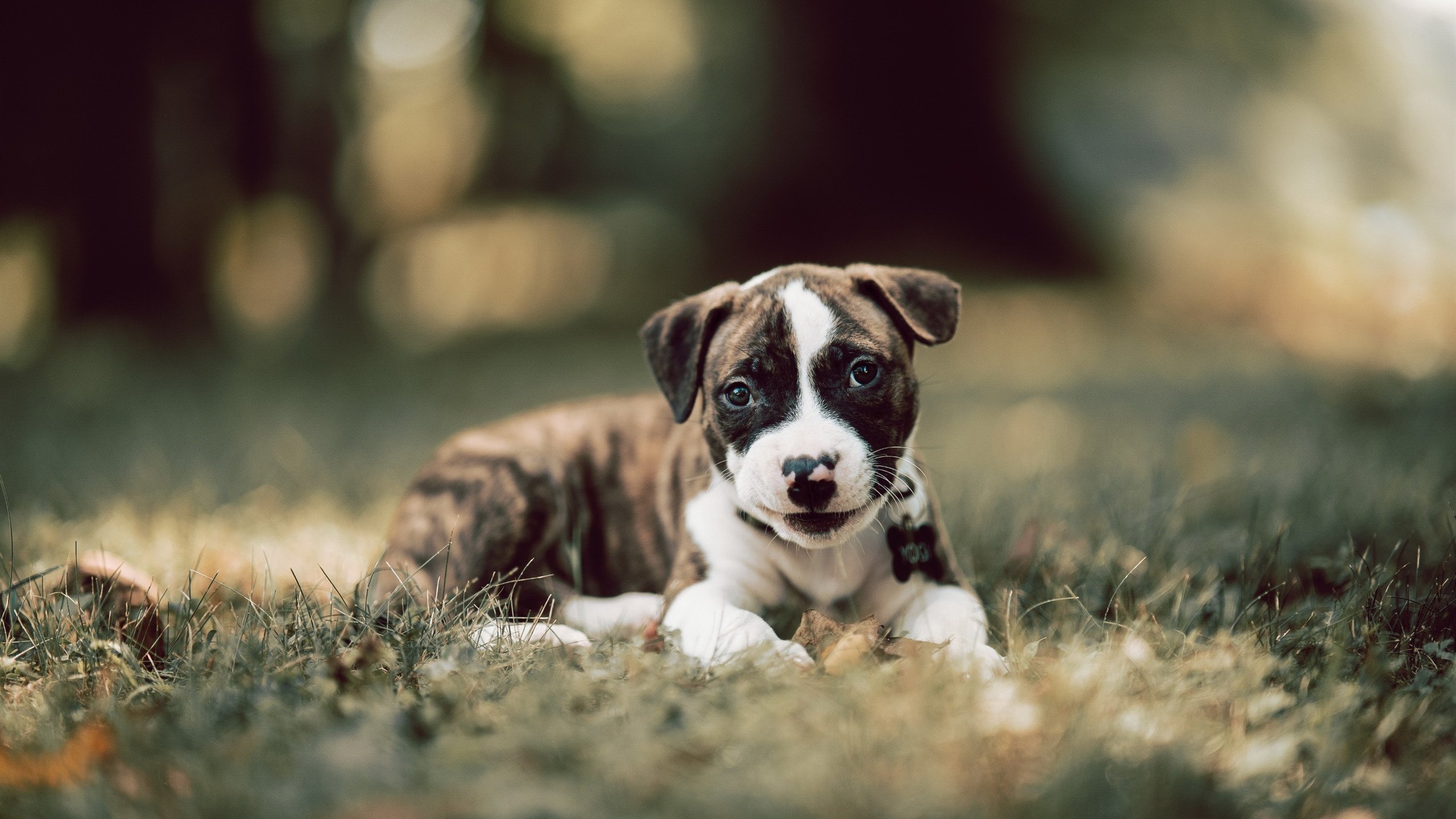 开云体育APP下载-极限防守，当伦纳德的沉默宣判了森林狼的死刑