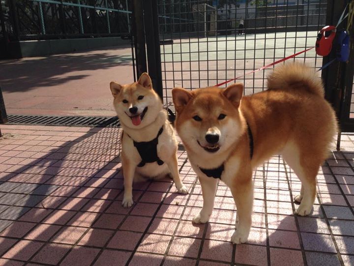 开云体育下载-F1年度争冠之夜，爱德华兹关键战不手软，逆转夺魁铸就传奇