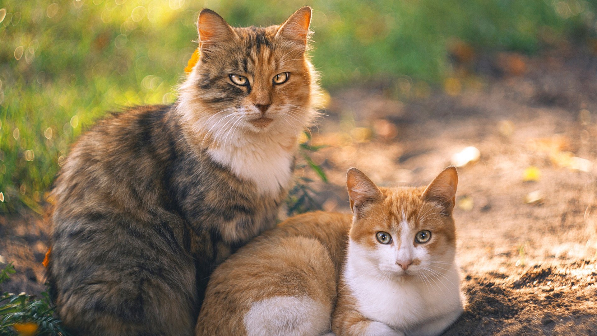 开云APP-逆转之夜,孙兴慜成为关键先生,曼联力克贝蒂斯