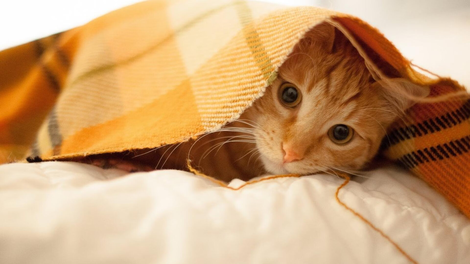 开云体育平台APP-黄潜激战希腊雄鹰，奥斯梅恩一肩扛起进攻苍穹